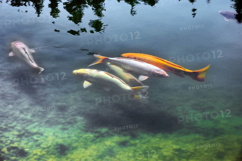 Open day, Lake Mondsee with koi, a species of common carp (Cyprinus carpio), Daishin Zen monastery and seminar centre, until 2010 Gasthaus Schwarzer buck in Buchenberg-Hölzlers, Allgäu, Bavaria, Germany, Europe