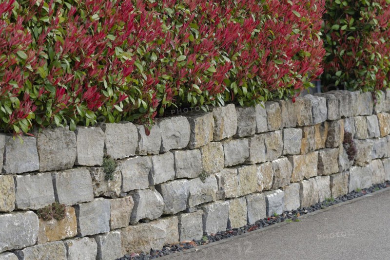 Garden design with a stone wall and a loquat (Photinia Fraseri), shell limestone, stone, garden wall, privacy screen, gardening, garden design, natural stone, Kocher valley, Kocher, Schwäbisch Hall, Hohenlohe, Heilbronn-Franken, Baden-Württemberg, Germany, Europe