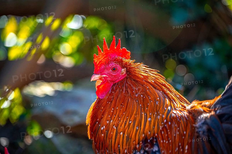 Feather-footed cock, Brahma chicken (Gallus gallus domesticus) in the sunshine in January in the garden, Eisenberg, Thuringia, Germany, Europe