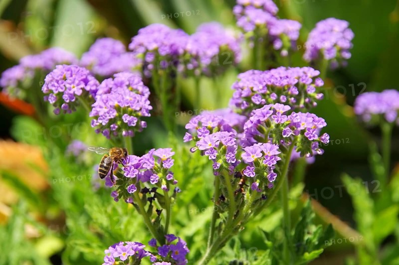 Heliotropium amplexicaule, Heliotropium amplexicaule in summer garden