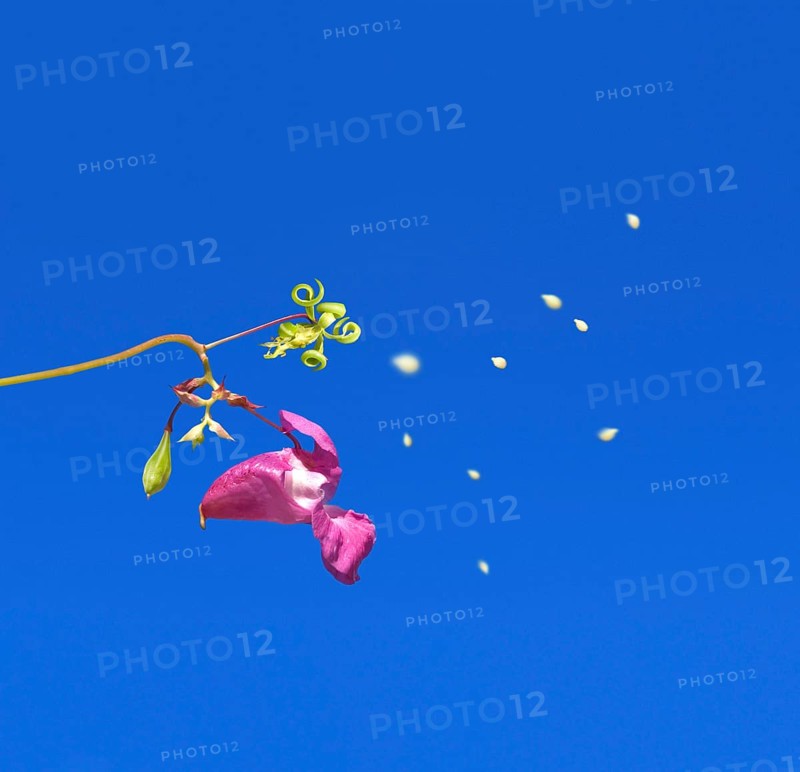 Close up of himalayan balsam (Impatiens glandulifera) in blue sky, exploding, popping, spreading seed corns, seed dispersal