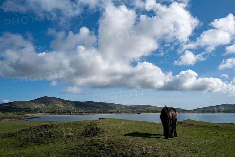 A horse grazing on a sunny day near Smerwick Harbour along the Wild Atlantic way, Murreagh, Kerry, Ireland, Europe