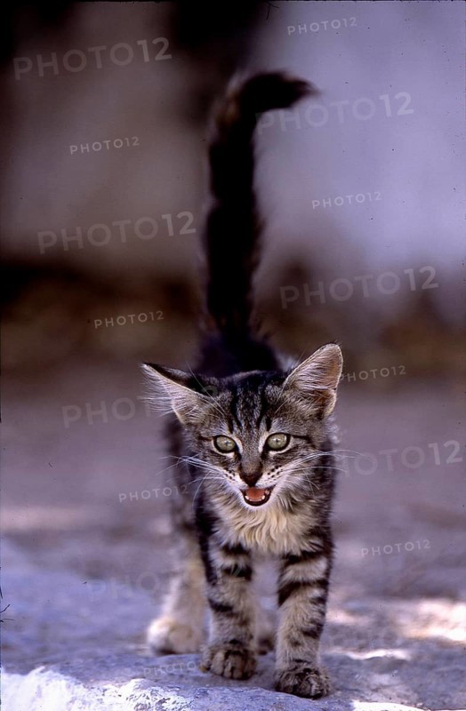 Young kitten