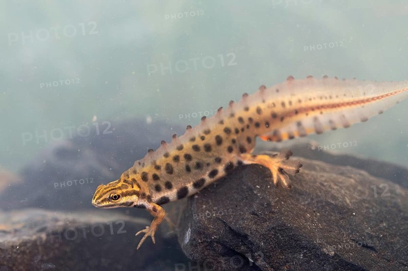 Common newt (Lissotriton vulgaris), male in water spawning swims in the water, underwater photo in spawning water, Ratingen, North Rhine-Westphalia, Germany, Europe