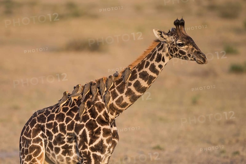 Africa, african, animal, background, beautiful, big, brown, camelopardalis, conservation, cute, ear, environment, eye, face, fauna, funny, girafe, giraffa camelopardalis, giraffe (giraffa), grassland, habitat, head, herbivore, horn, kenya, long, mammal, m