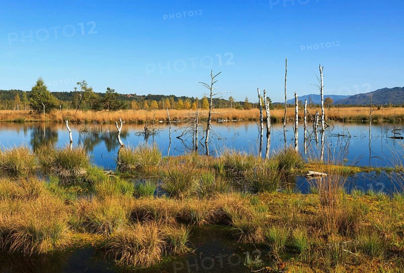 Dead birch trees in a moor, Kendlmühlfilzn raised bog or upland moor, near Grassau, Upper Bavaria, Bavaria, Germany, Europe
