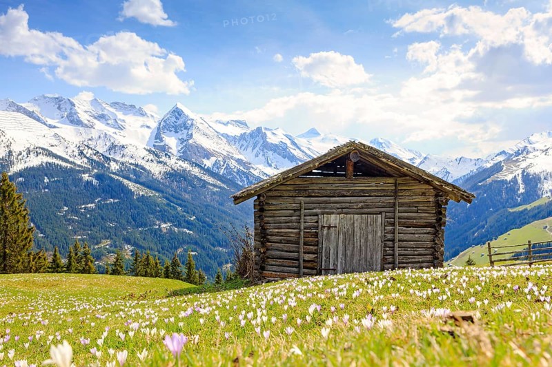 Old barn in a meadow of crocuses, the Zillertal Alps at the back, Zillertal valley, Tyrol, Austria, Europe