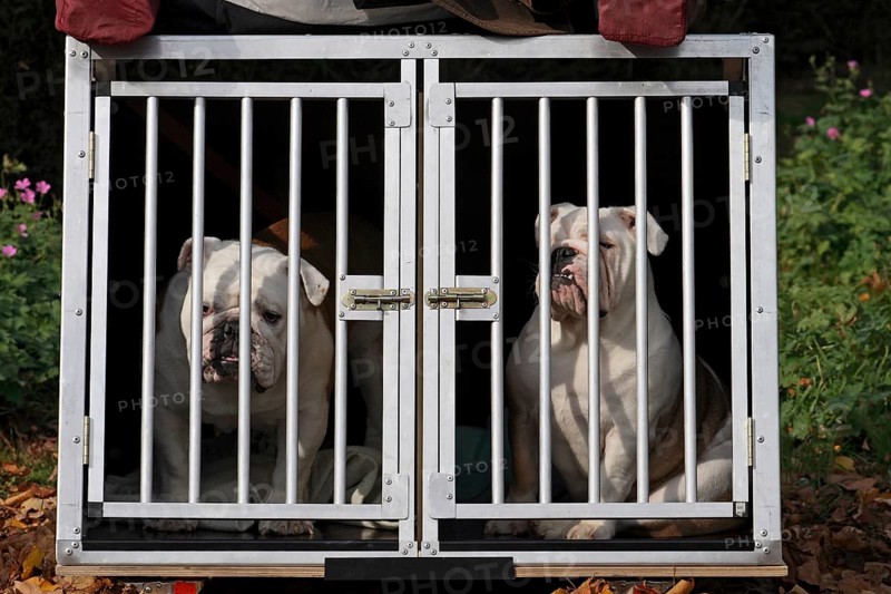 2 English Bulldogs in a dog transport cage