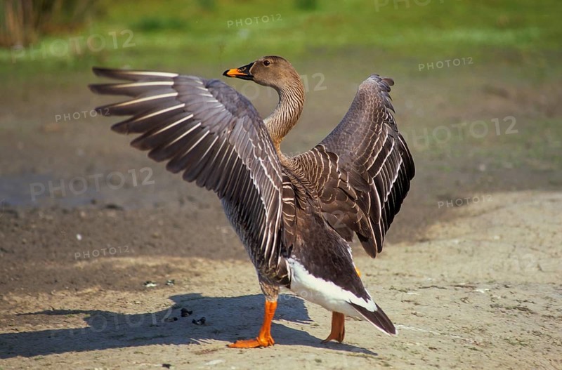Bean goose (Anser fabalis), Riet's Goose