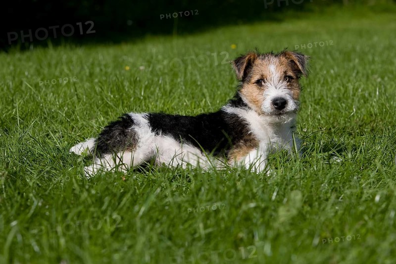 Wire-Haired Fox Terrier, Pup laying on Lawn