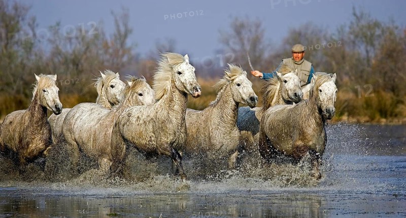 Camargue Horses, Man with Herd standing in Swamp, Saintes Marie de la Mer in Camargue, South of France