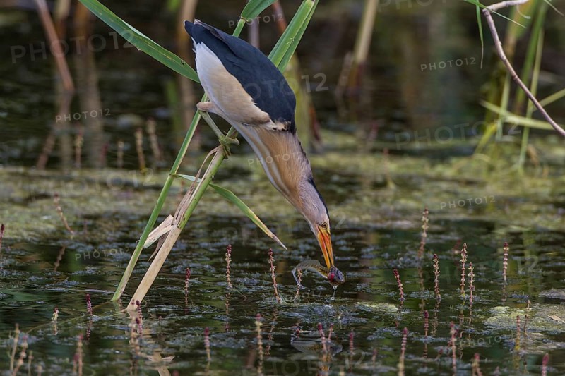Little bittern (Ixobrychus minutus), female, Lake Kerkini, Greece, Europe