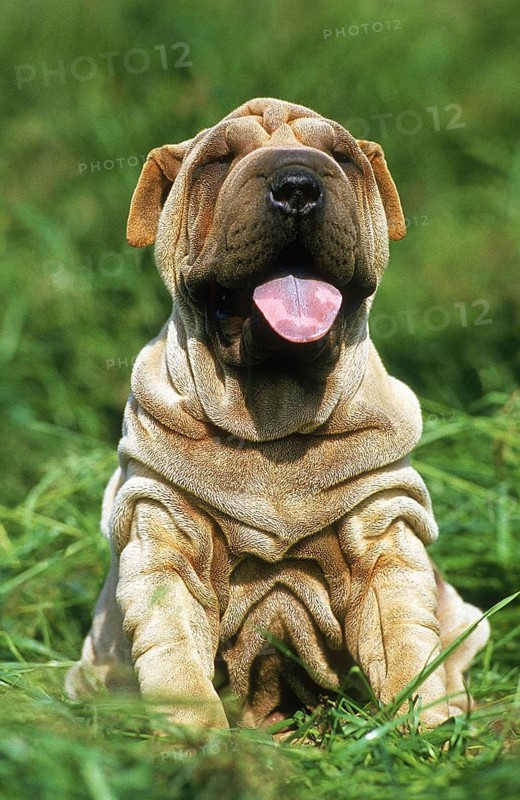 Shar-Pei dog, puppy sitting on grass with tongue out