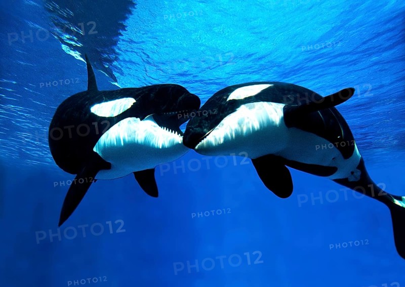 Killer Whale (orcinus orca), Adults