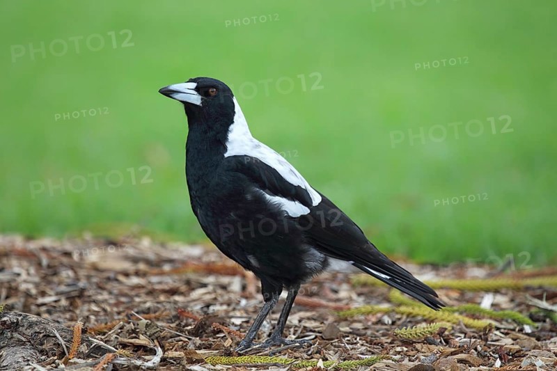 Australian magpie (Gymnorhina tibicen) in Victor Harbor, South Australia, Australia, Oceania
