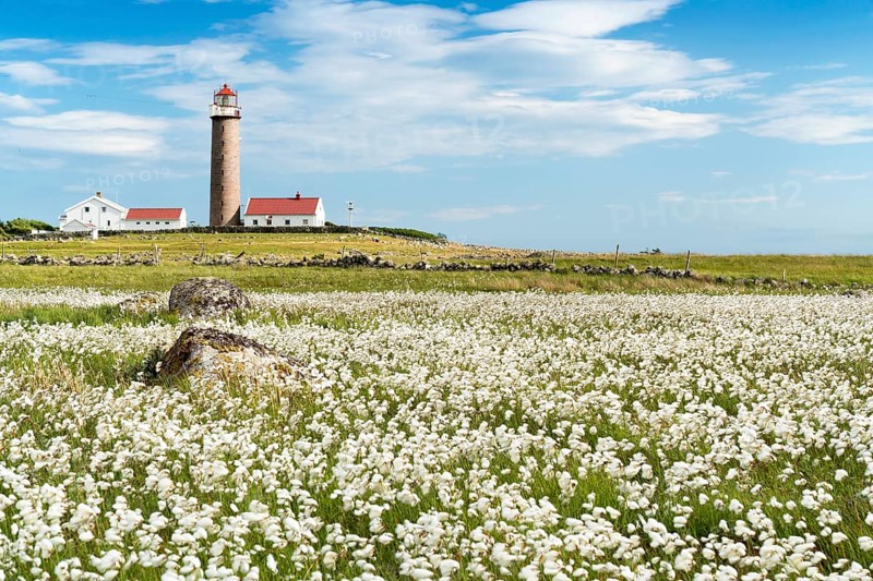 Lighthouse Lista Fyr, meadow with cotton grass, Ytre Listalandet, Borhaug, Vestbygd, Farsund, Vest-Agder, Norway, Europe