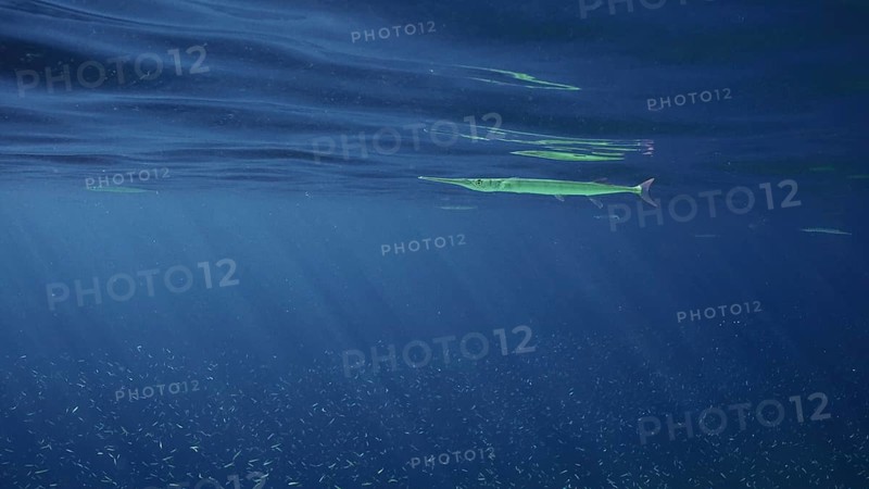 Sea Needle or Garfish swims under surface of blue water in sunburst on daytime, a large school of small fish swims under the Sea pike, Red sea, Egypt, Africa