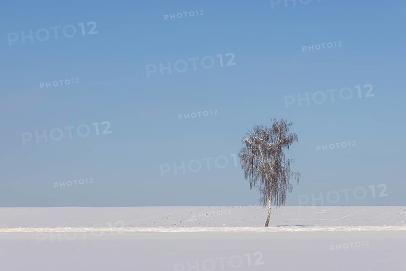 A single birch tree with branches under snow in a field under snow, with blue sky, Ingerkingen, Baden-Württemberg, Germany, Europe