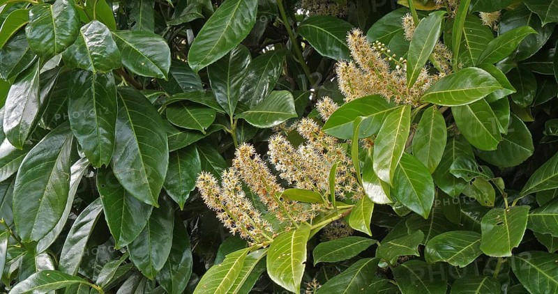 Cherry Laurel (prunus laurocerasus) or Laurel Cherry, Blooming Tree in Normandy