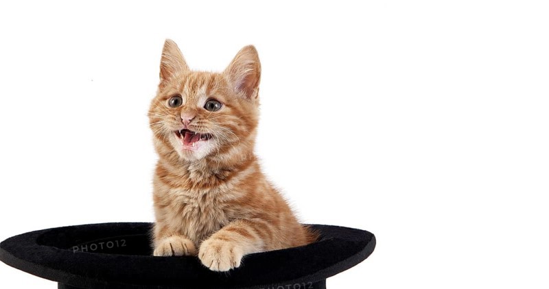 Red Tabby Domestic Cat, Kitten standing in Hat