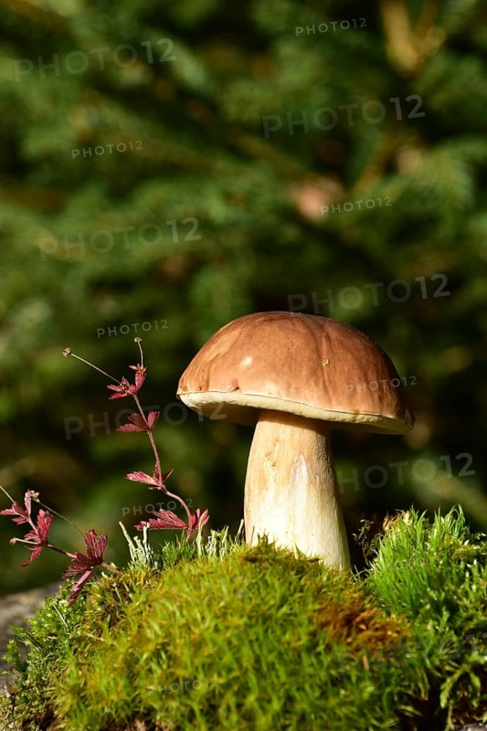 King bolete (Boletus edulis) growing on a moss cushion in autumn, Hunsrück, Rhineland-Palatinate, Germany, Europe