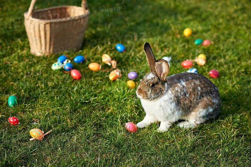 Happy easter bunny with eggs
