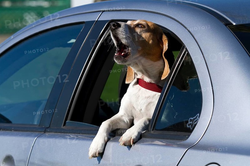 Beagle looking through open car window