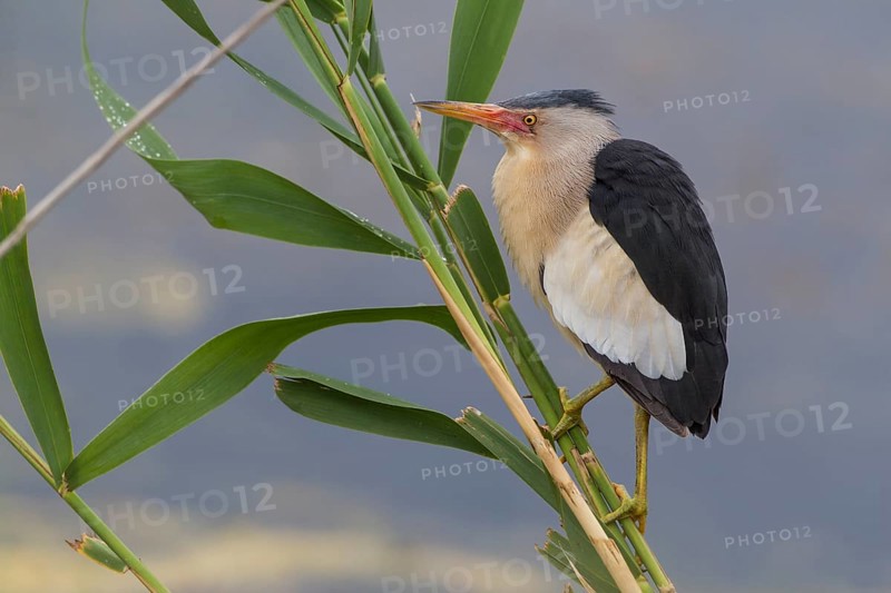 Little bittern (Ixobrychus minutus), male, Lake Kerkini, Greece, Europe