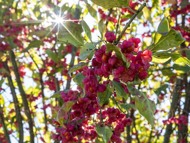 Rays of sunshine, european spindle (Euonymus europaeus), Fikšinci, Slovenia, Europe