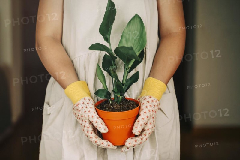 Unrecognizable (Strelitzia Reginae) female gardener in dress and gloves carrying orange pot with plant at home