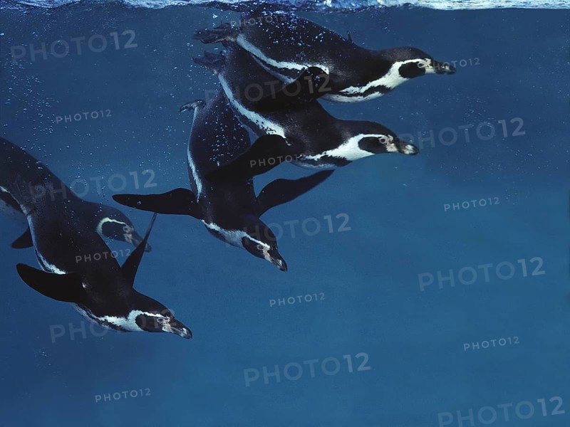 Humboldt Penguin (spheniscus humboldti), Adults swimming under water