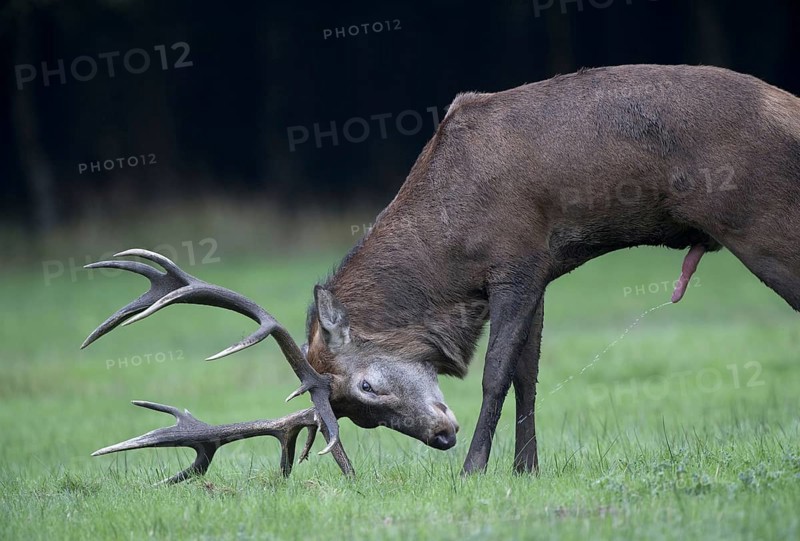 Red deer (Cervus elaphus), male, lateral, urinating, urinating, urinating