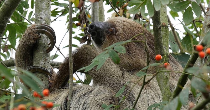 Two Toed Sloth (choloepus didactylus), Adult Hanging from Branch