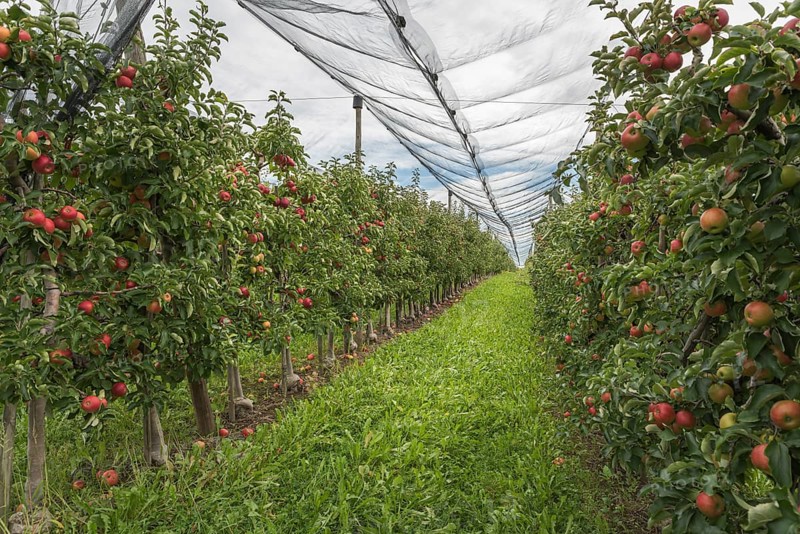 Apple orchard with ripe red apples, protected by a hail net, Hagnau am Lake Constance, Baden-Württemberg, Germany, Europe