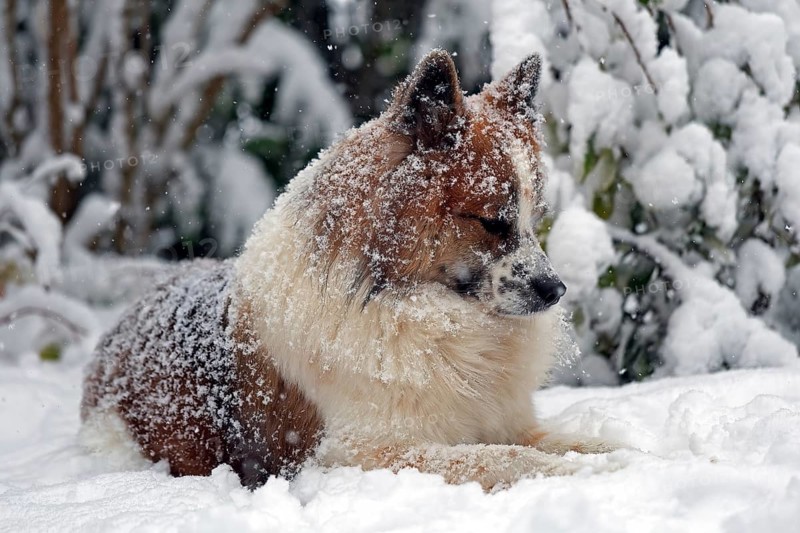 A dog sits relaxed in the snow, his fur is covered with snowflakes, winter, Elo