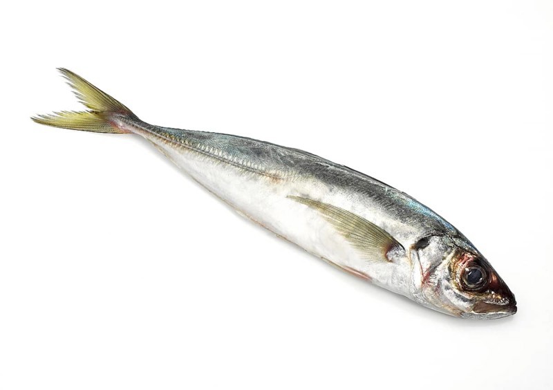 Horse mackerel, Horse mackerel, Horse mackerel, Wood mackerel, Other animals, Fish, Animals, Horse mackerel, FRESH HORSE MACKEREL on white background