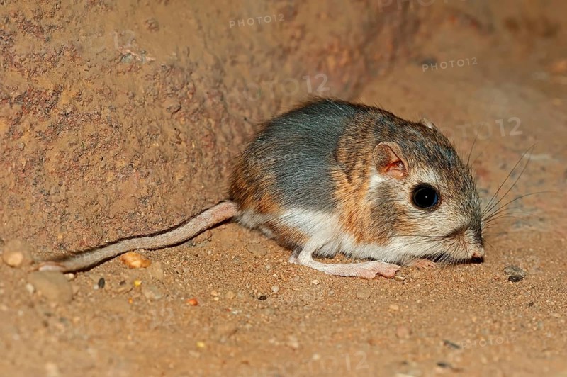 Merriam's kangaroo rat (Dipodomys merriami), Merriam's kangaroo rat, Merriam's kangaroo rat, Merriam's kangaroo rat, Merriam's kangaroo rat