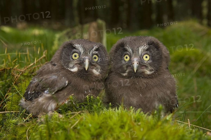 Tengmalm's Owl (Aegolius funereus), Branched Owl, Tengmalm's owl
