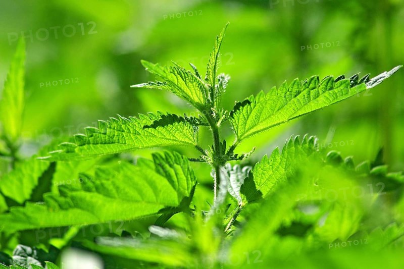 Closeup of a field of common, burn or stinging nettle leaves (urtica dioica urens) in backlight
