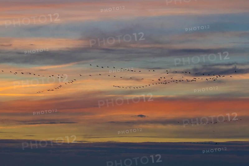Crane migration at sunset