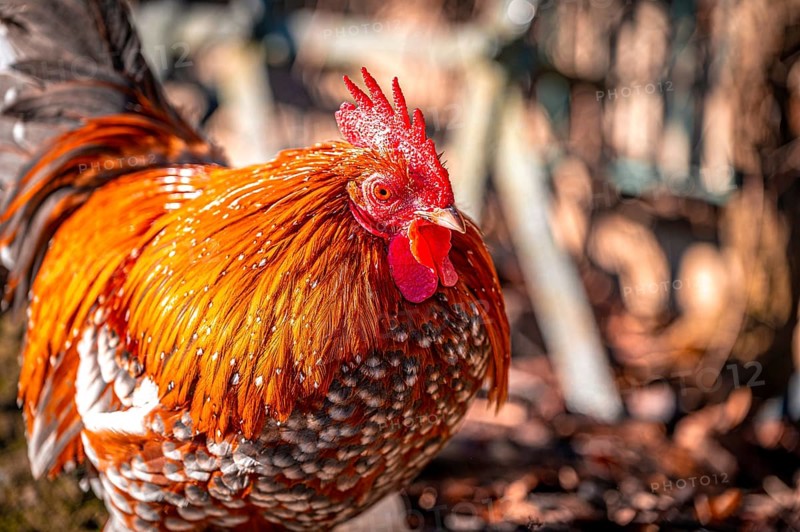 Feather-footed cock, Brahma chicken (Gallus gallus domesticus) in the sunshine in January in the garden, Eisenberg, Thuringia, Germany, Europe