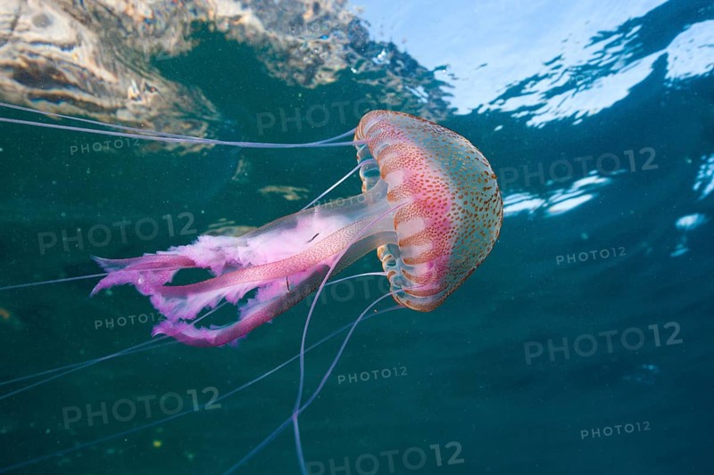 Luminous jellyfish, Pelagia noctiluca, Cap de Creus, Costa Brava, Spain, Europe