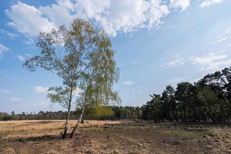 Hiking in the moorland of Diersfordt forest in spring