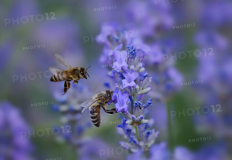 Lavender (Lavandula angustifolia), with honey bees (Apis mellifera), a bee approaching, Rhineland-Palatinate, Germany, Europe