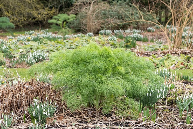 Fennel (Foeniculum vulgare)