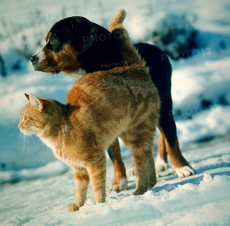 Dog and cat in the snow