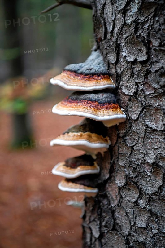 Red banded polypore (Fomitopsis pinicola), several fruiting bodies on spruce, Mühlheim, North Rhine-Westphalia, Germany, Europe