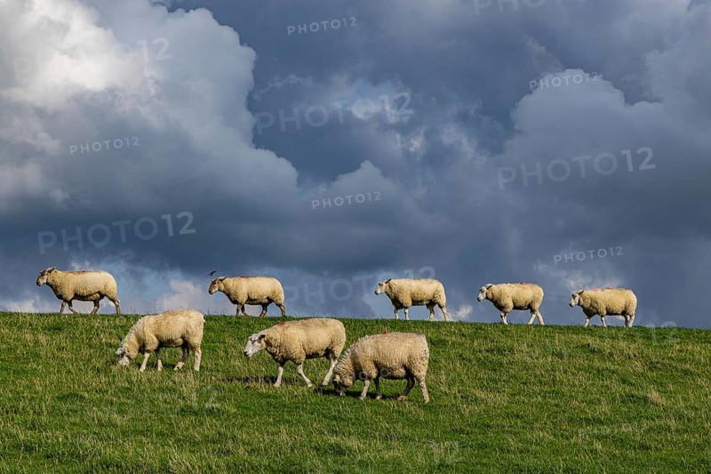 Sheep on the dyke in front of clouds, Nordstrand, Nordfriesland, Schleswig-Holstein, Germany, Europe