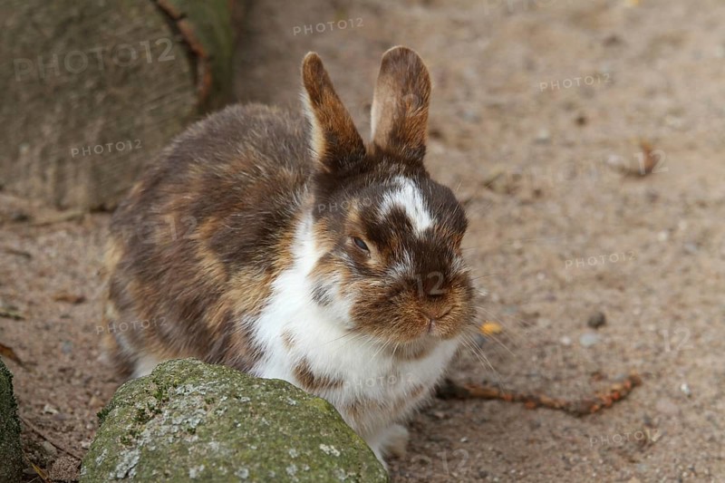 Zwergkaninchen mit getrübtem Auge