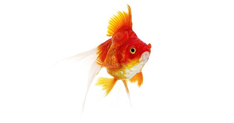 Ryukin Goldfish (carassius auratus), Adult Against White Background